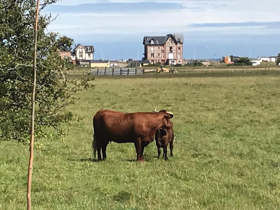 Les Tamaris, Villa Face A La Mer, Emplacement Privilegie Veulettes-sur-Mer Kültér fotó